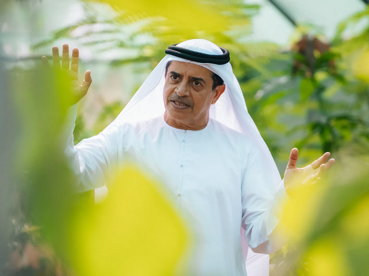 Wadi Dafta Plantation